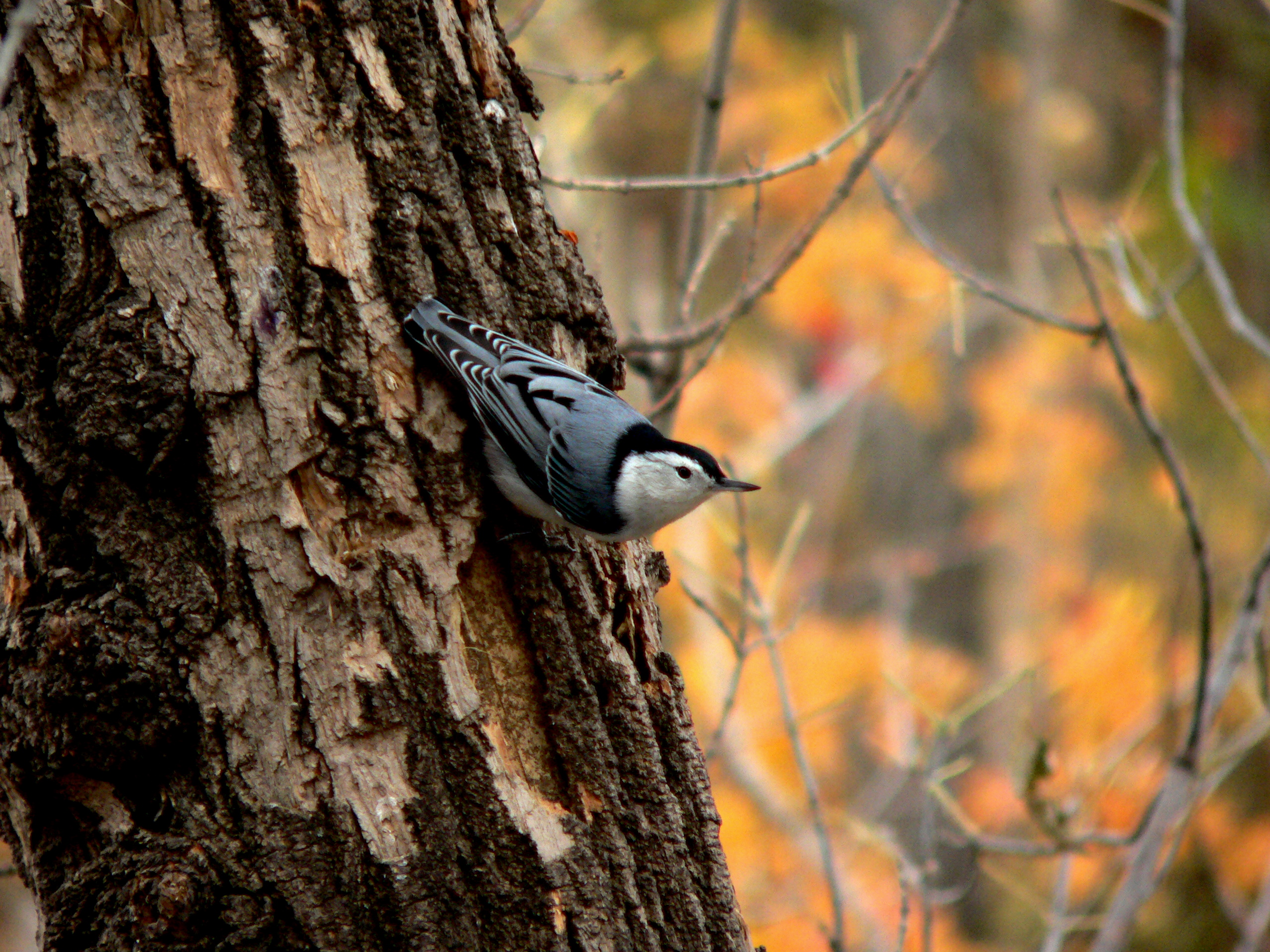 WHITE-BREASTED NUTHATCH.JPG