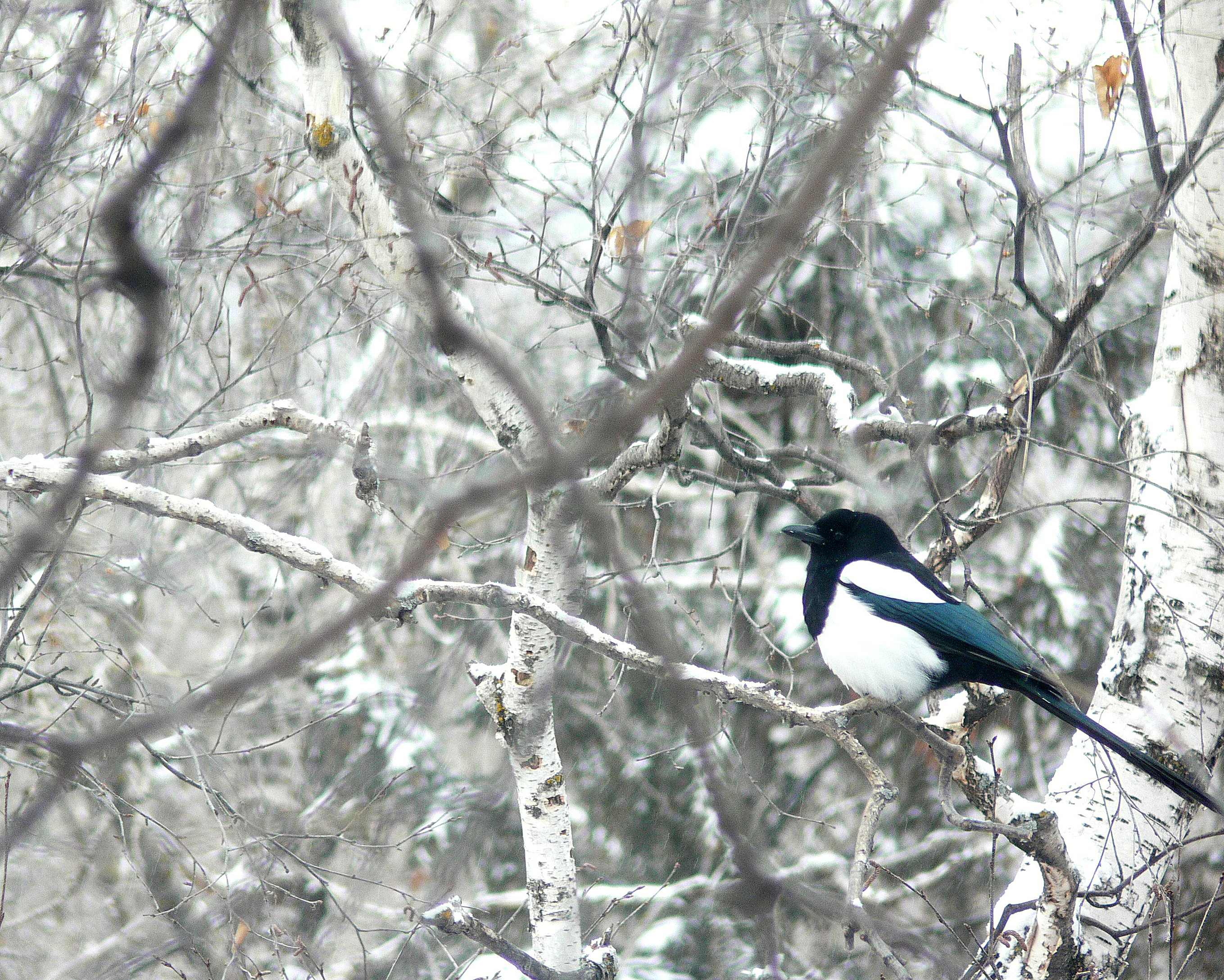 MAGPIE.JPG