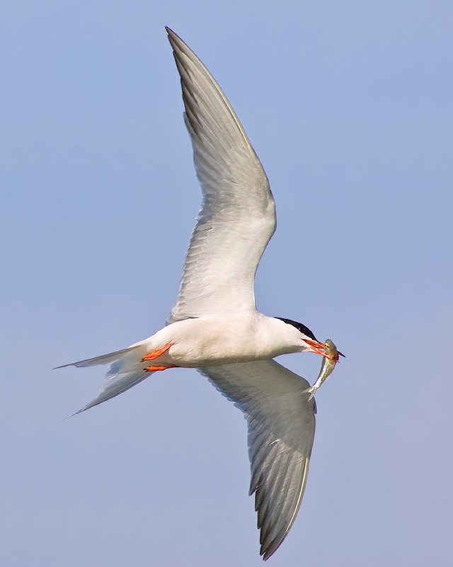 Terns Prize Catch