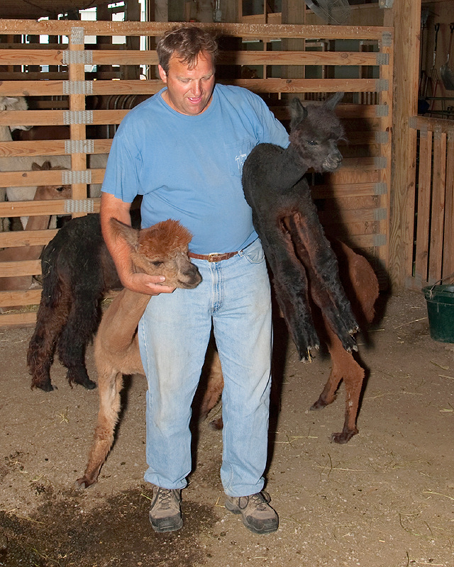 Armful of Alpacas