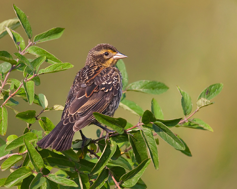 Red-winged Blackbird