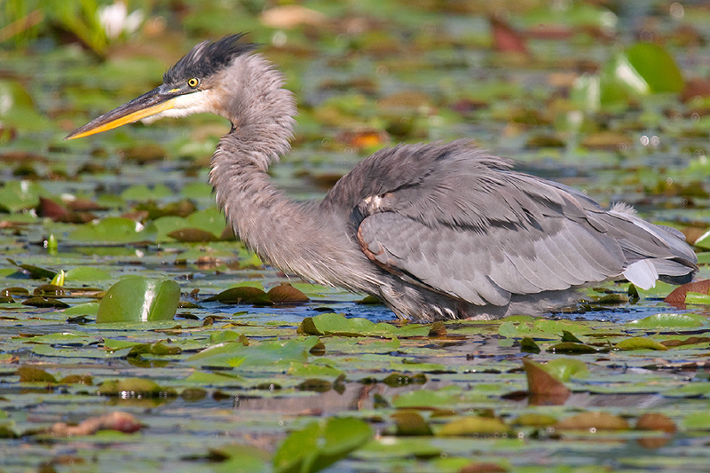 Blue Heron in Deep Water