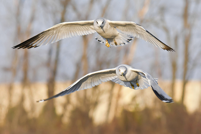 Tandem Flight