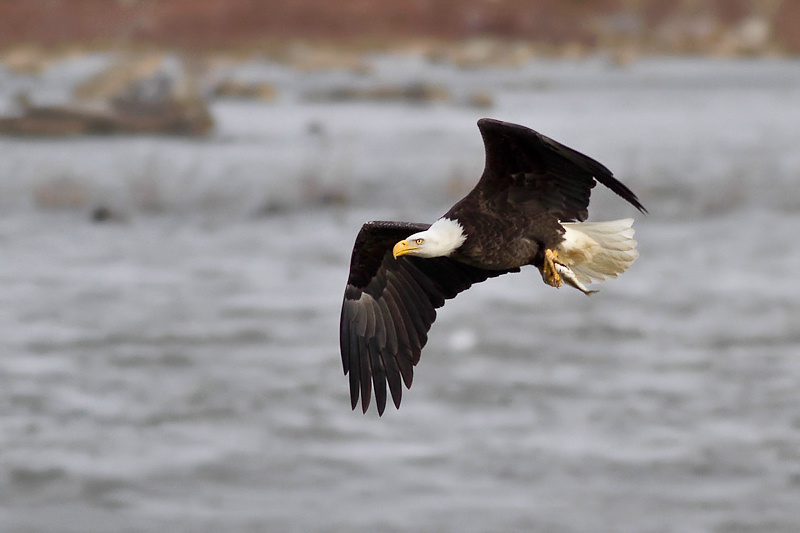 Eagles Catch