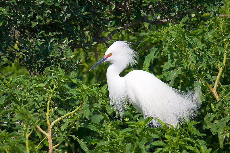 Egret Plumage