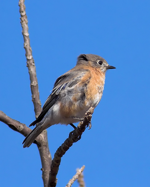 Eastern Bluebird (female)