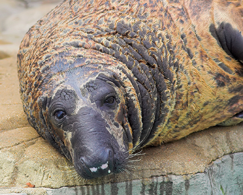 Gray Seal