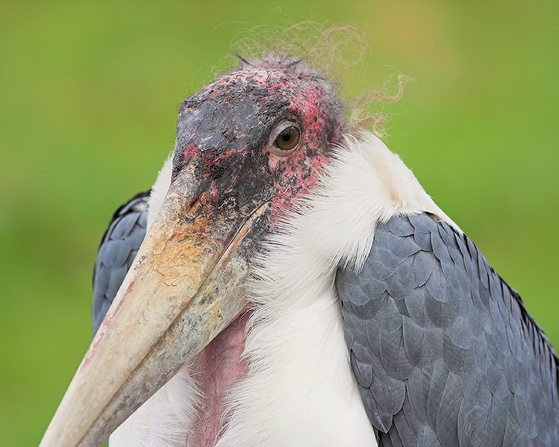 Marabou Stork