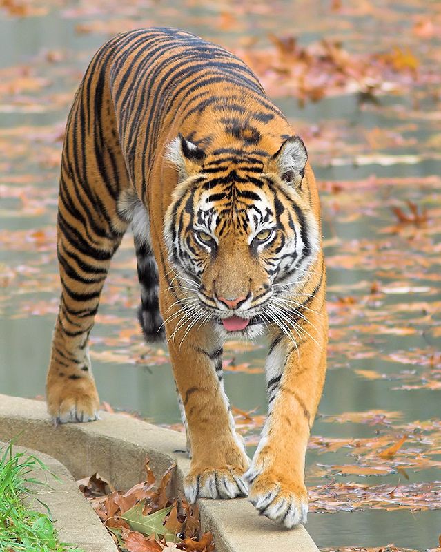 Prowling Tiger