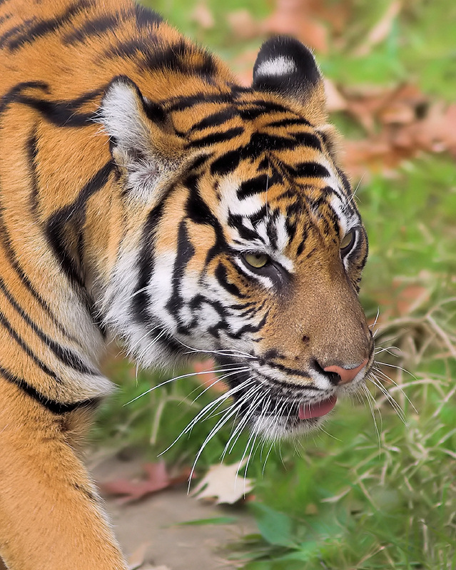 Prowling Tiger