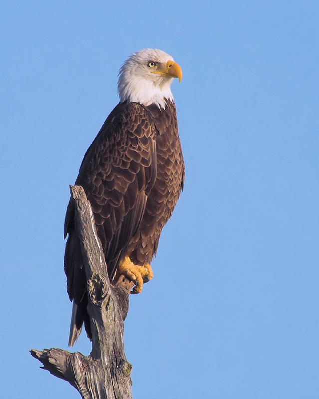 Bald Eagle