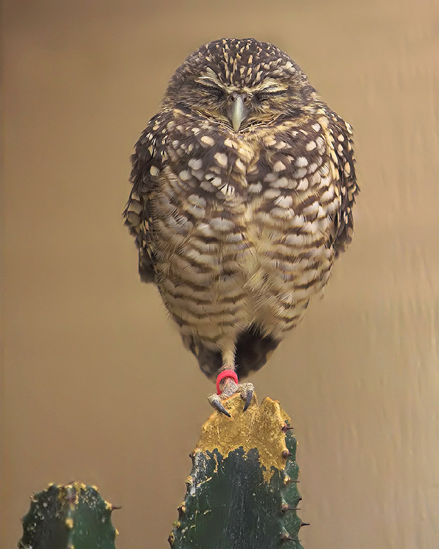 Burrowing Owl