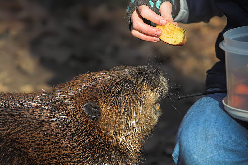 Can I have that apple?