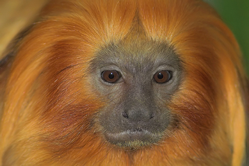 Golden Lion Tamarin