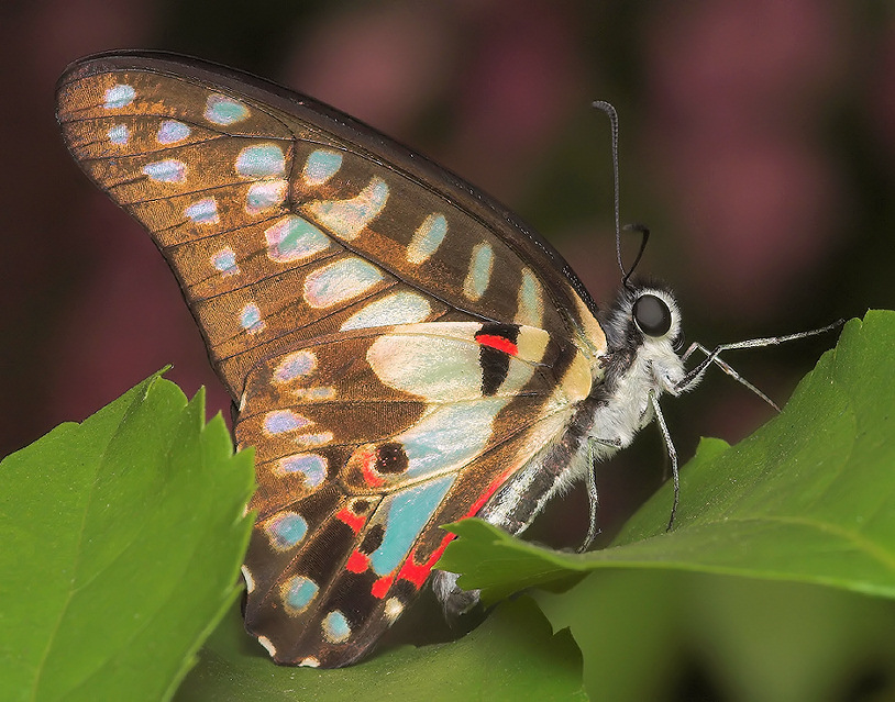 Colorful Butterfly