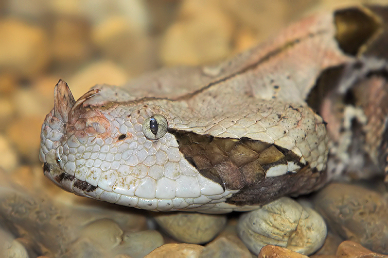 Gaboon Viper