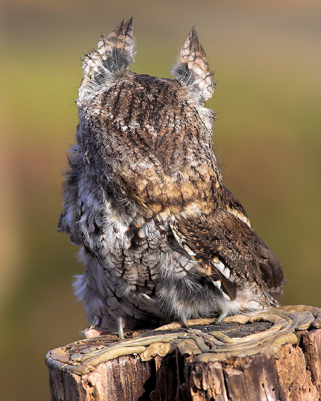 Eastern Screech