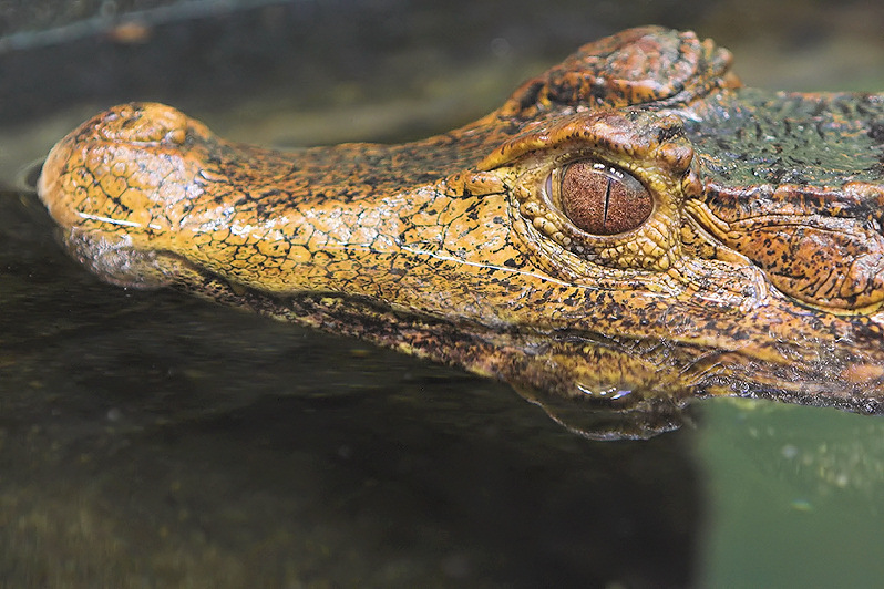 Cuviers Dwarf Caiman