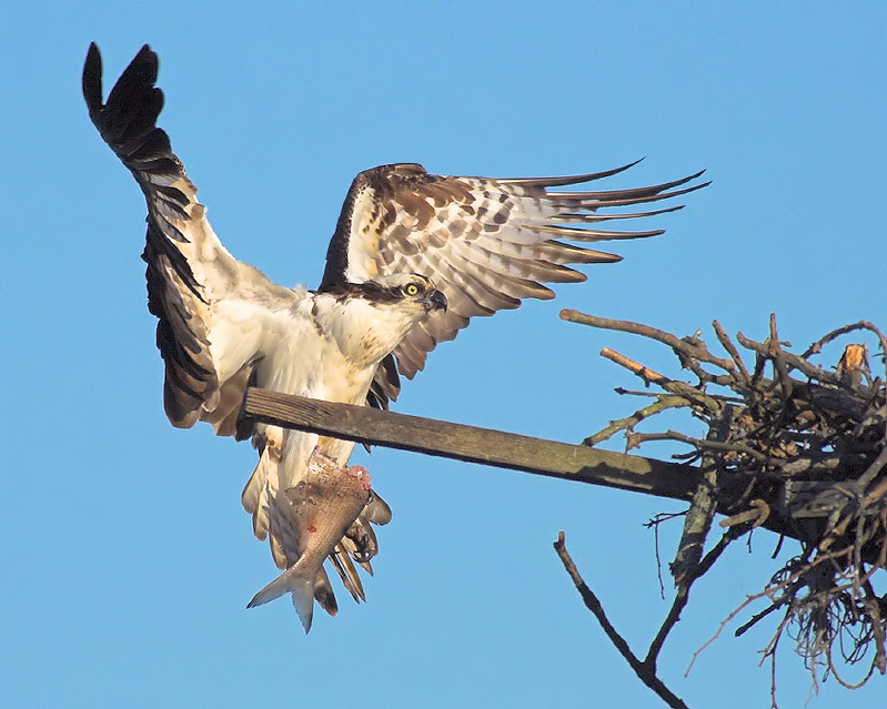Arriving with Catch