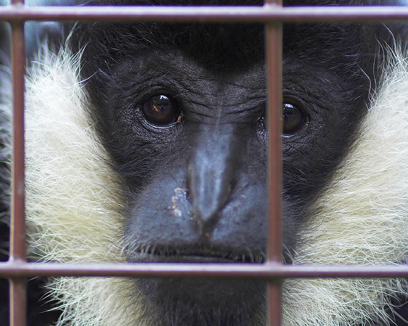 Curious Gibbon