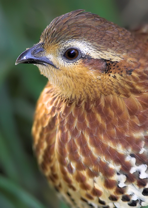 Mountain Bamboo-Partridge