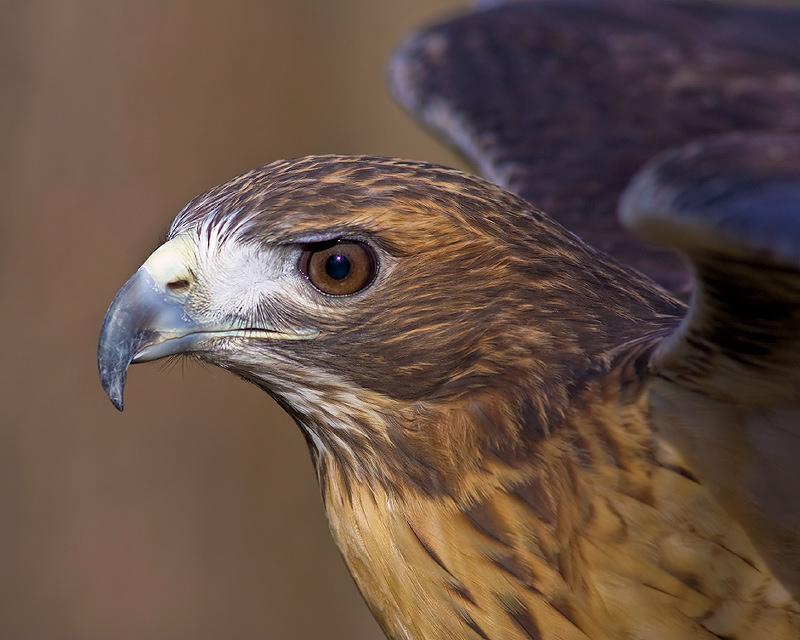 Red-tailed Hawk