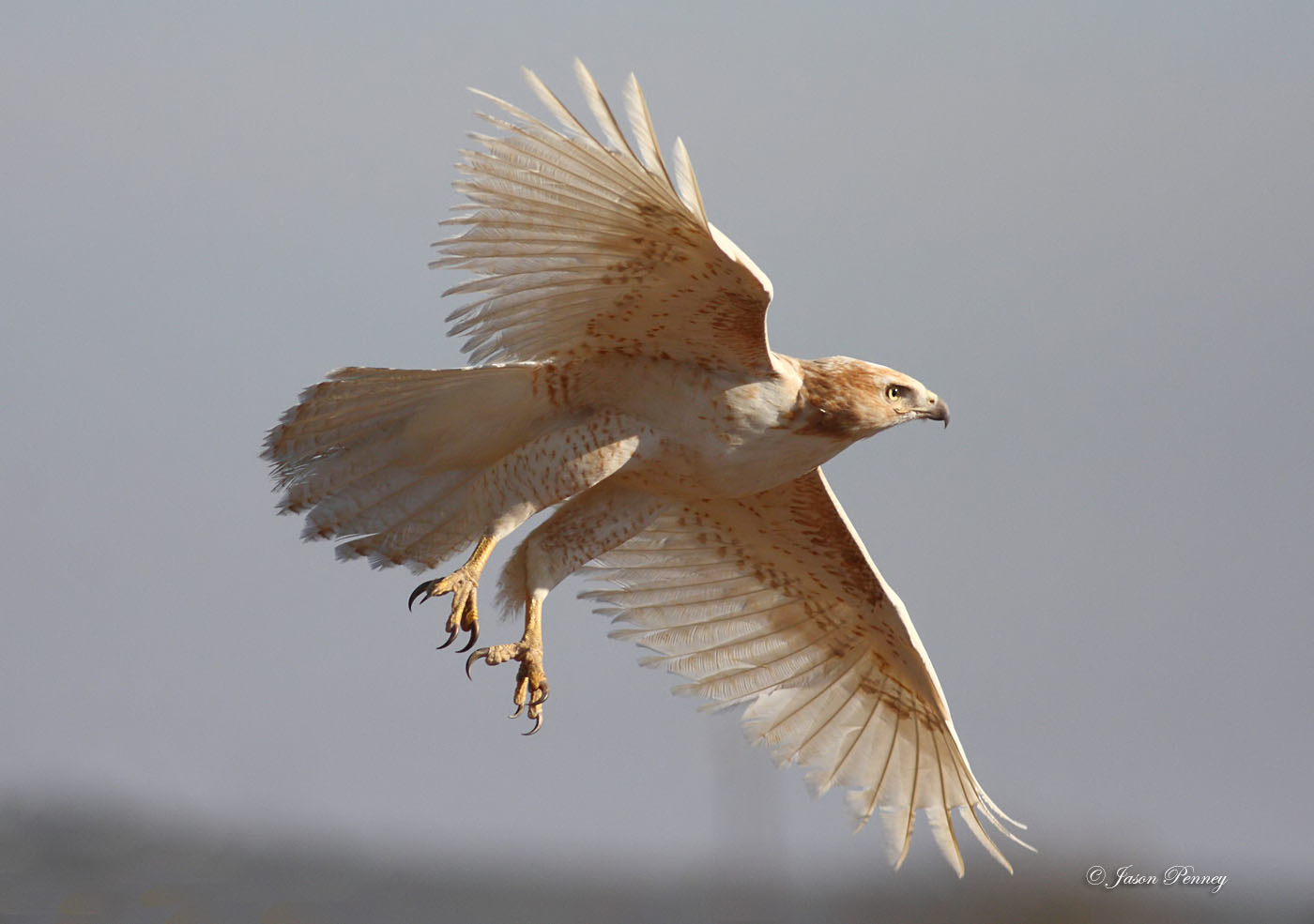 Leucistic Red-Tailed Hawk