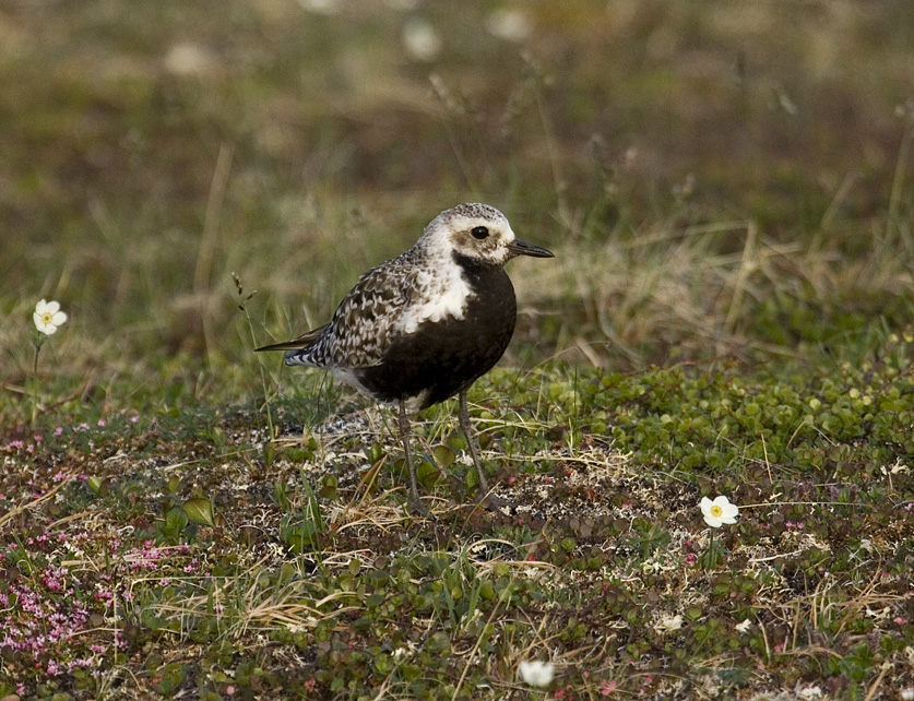 Black-bellied plover - female
