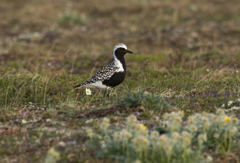 Black-bellied plover - male