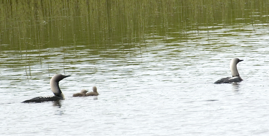 Pacific loon