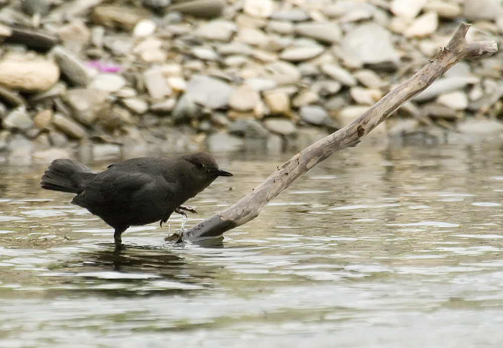 American dipper