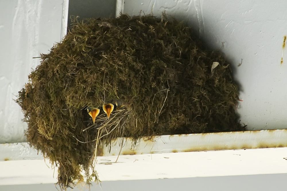 American dipper nest