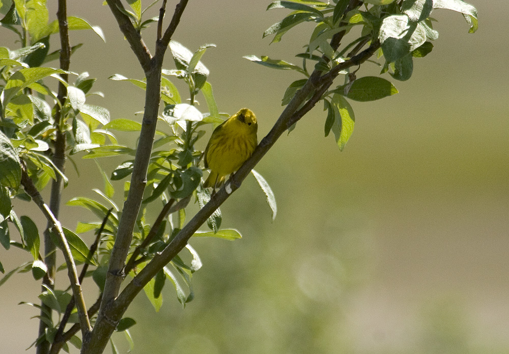 Yellow warbler