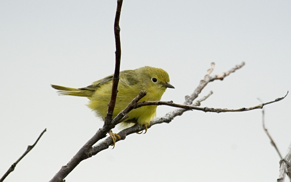 Orange-crowned warbler