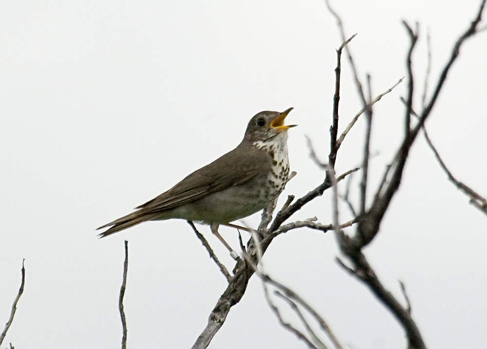 Gray-cheeked thrush