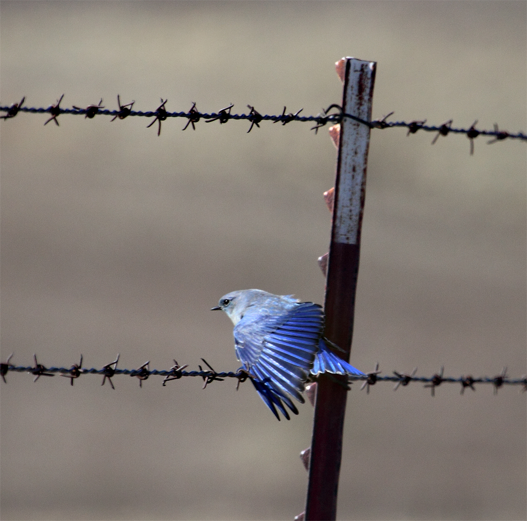 Mountain Bluebird