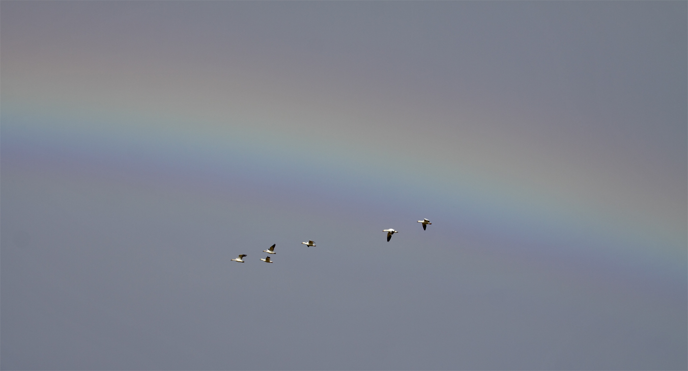 Snow & Rosss Geese Under the Rainbow