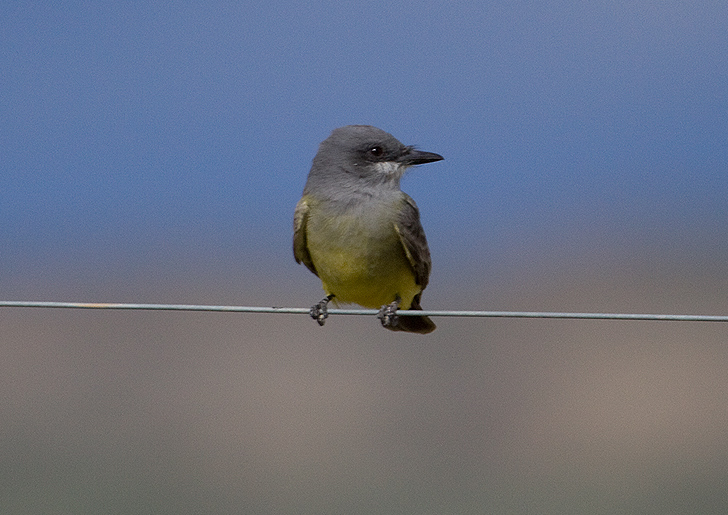 Cassin's Kingbird