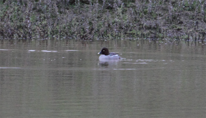 Common Goldeneye