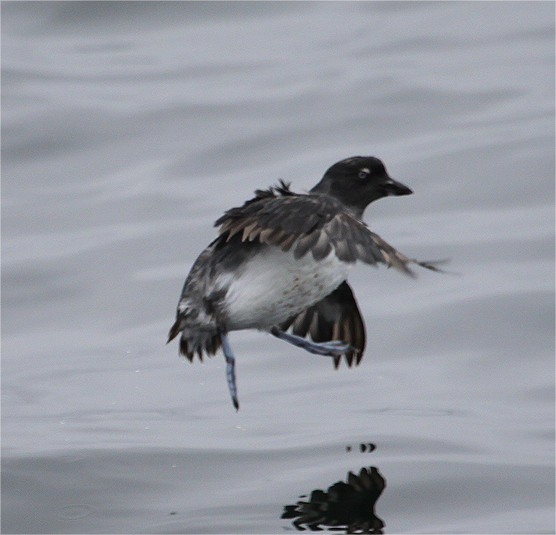Cassin's Auklet take-off