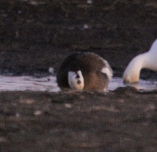 Blue Goose nape