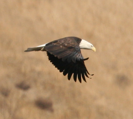 Bald-Eagle-adult.jpg
