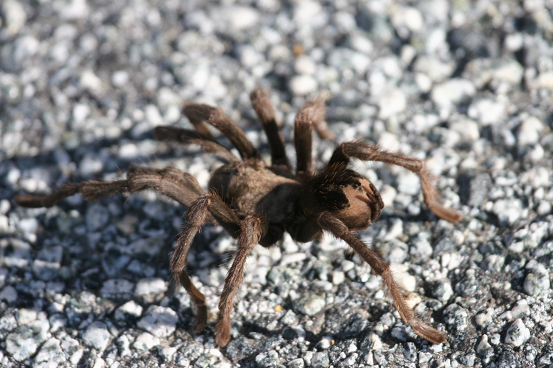 Tarantula