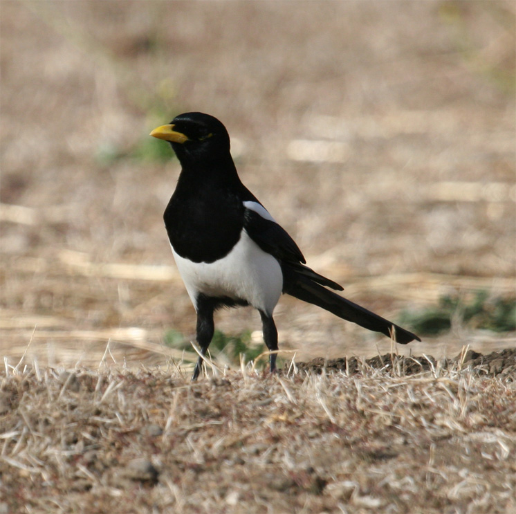 Yellow-billed Magpie.jpg