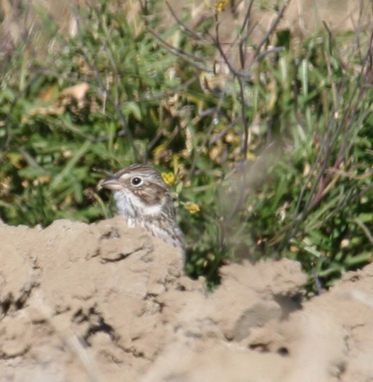 Vesper Sparrow