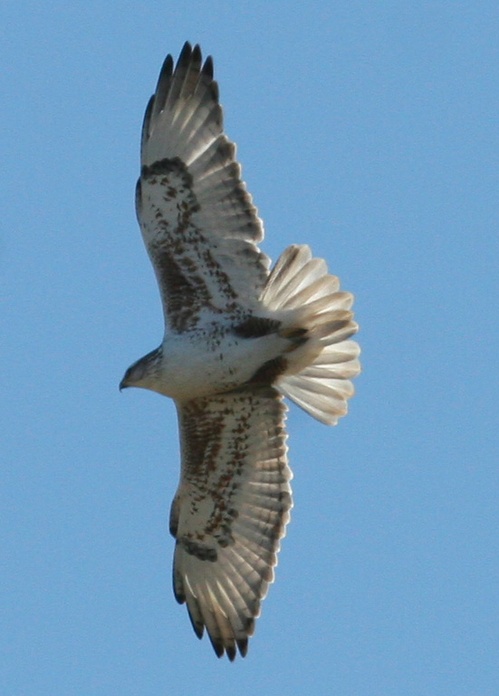 Ferruginous Hawk in Flight
