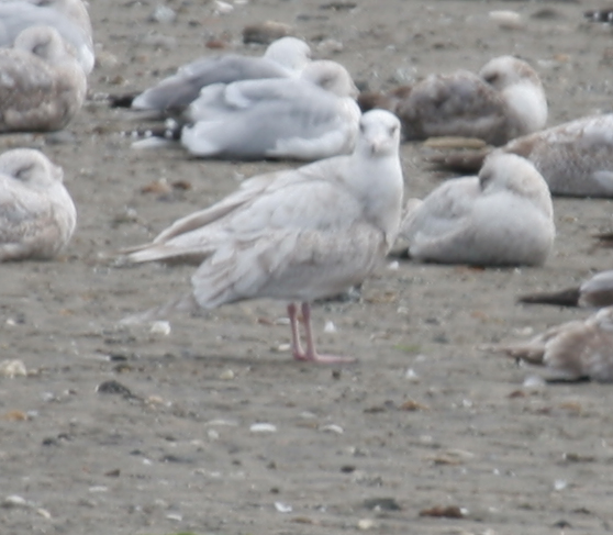 Nelson's Gull