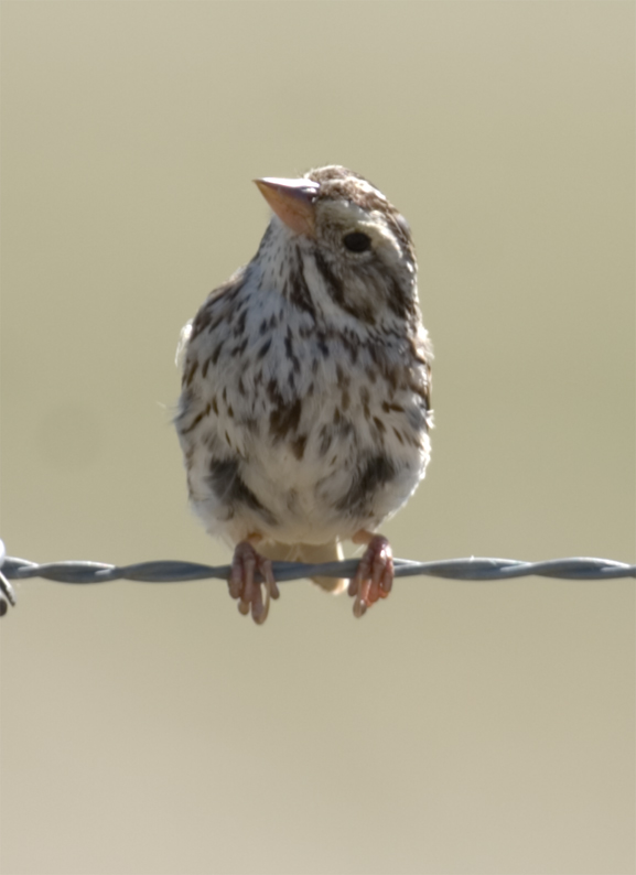 Molting Savannah Sparrow