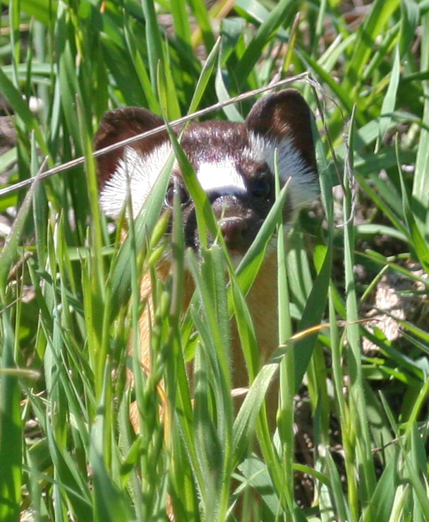 Long-tailed Weasel