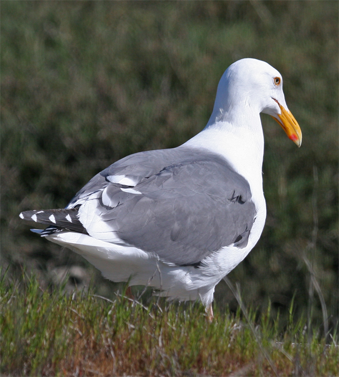 Adult Western Gull